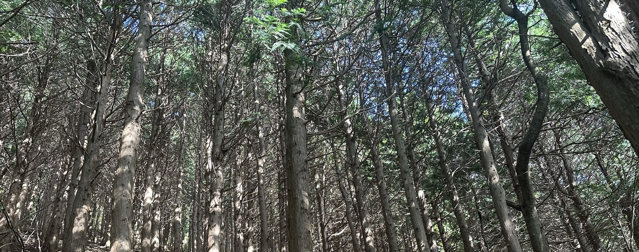 오름 내려가는길