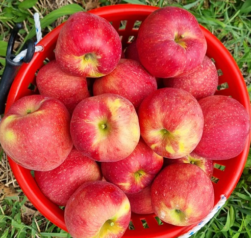 경북 문경 주흘영산 길매농원 사과