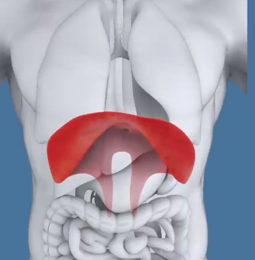 역류성식도염에 중요한 횡격막 이미지