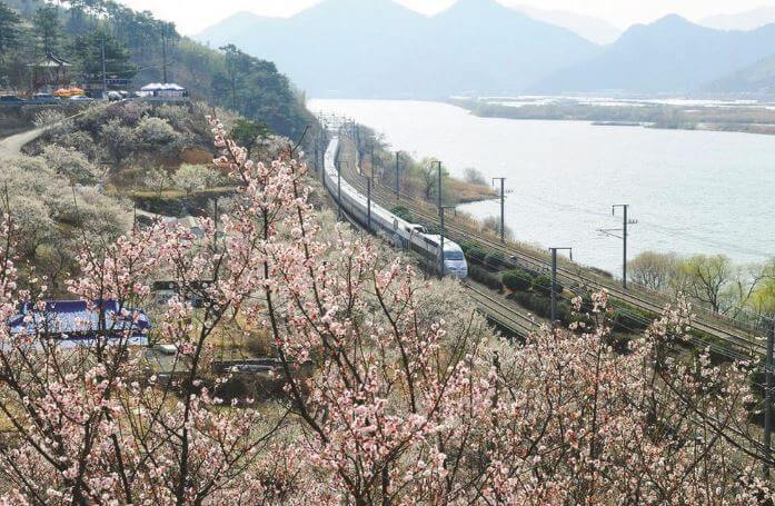 2023 양산 매화 축제