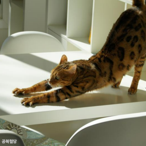 스트레칭