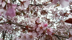 2026 벚꽃 축제 일정 전국 총정리