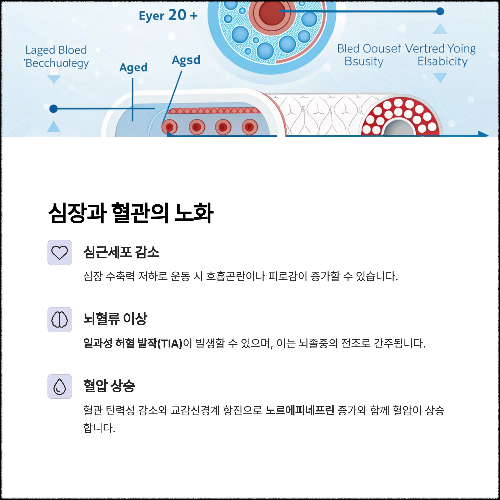 심장의 기능 저하: 심근세포 감소와 수축력 약화