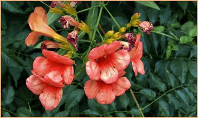 담장에 핀 능소화