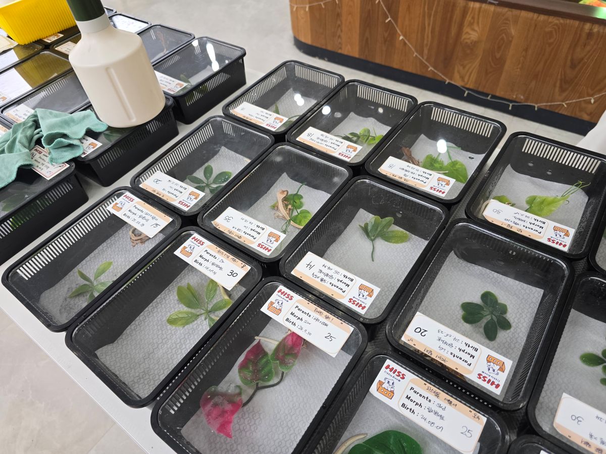 히스-도마뱀-사진