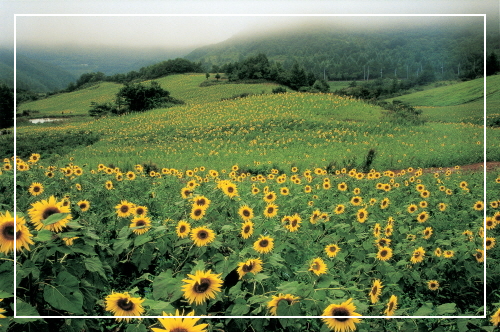 태백 여름 축제 2곳 
