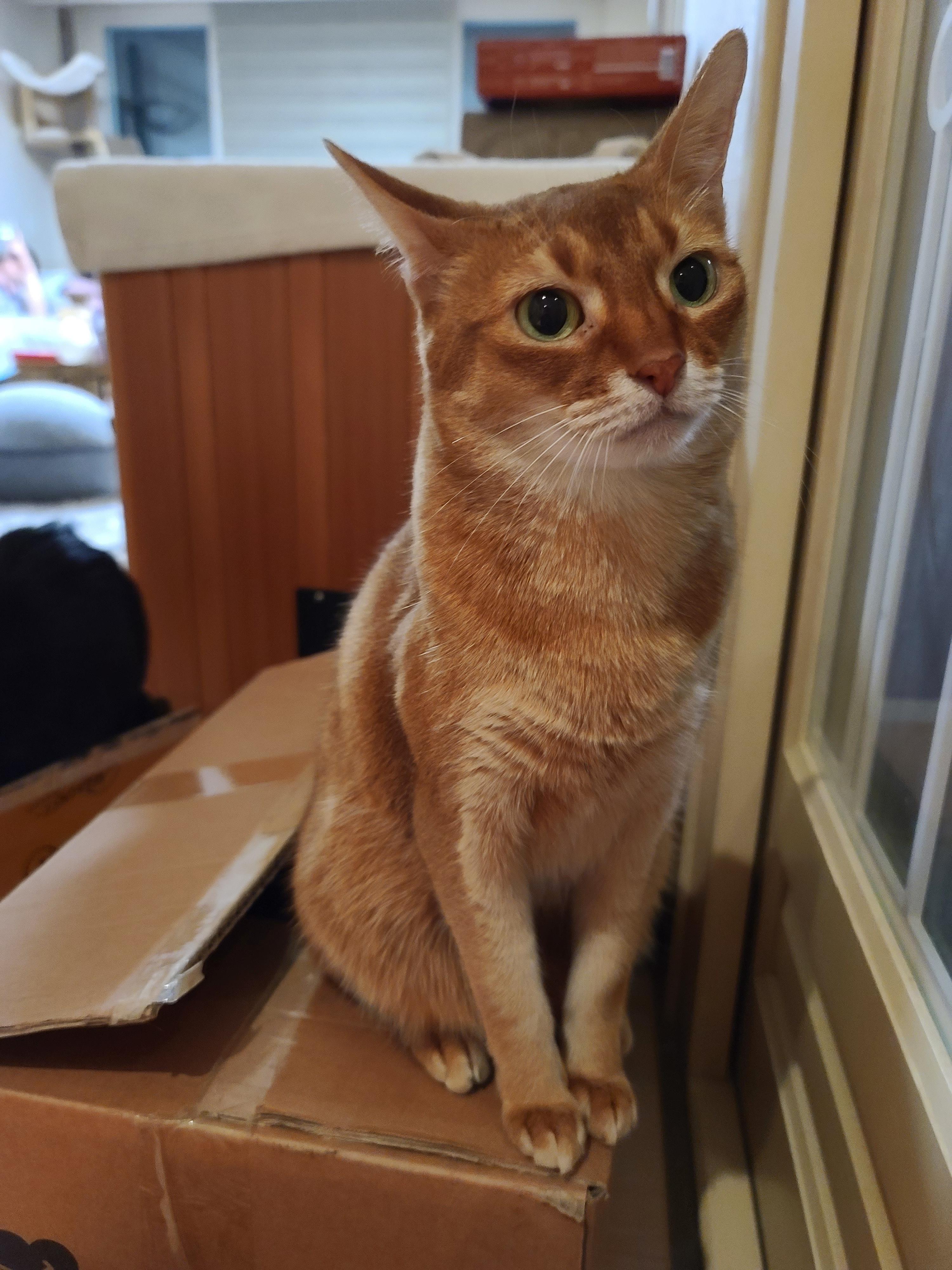 나는야 고양이를 몰고 다니는 사람. 캣닢인간인가봉가