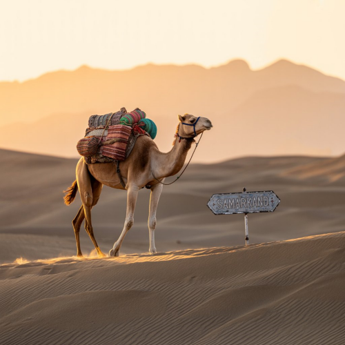 암 표준치료 긴 여행
