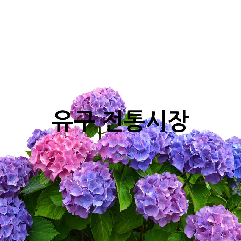 2025 유구색동수국정원꽃축제