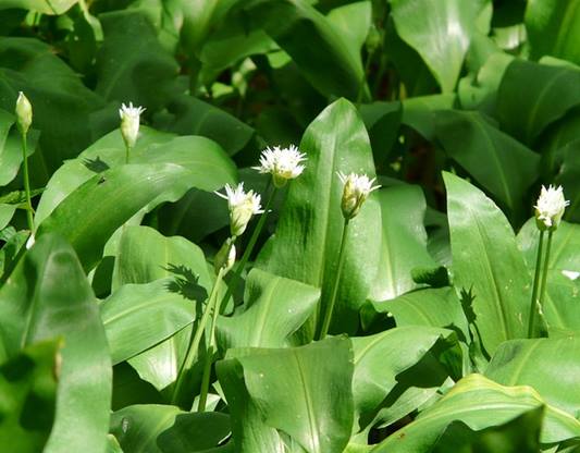 명이나물장아찌담그기,명이나물장아찌,명이나물효능,산마늘,명이나물,명의나물,명이,울릉도명이,명이나물재배
