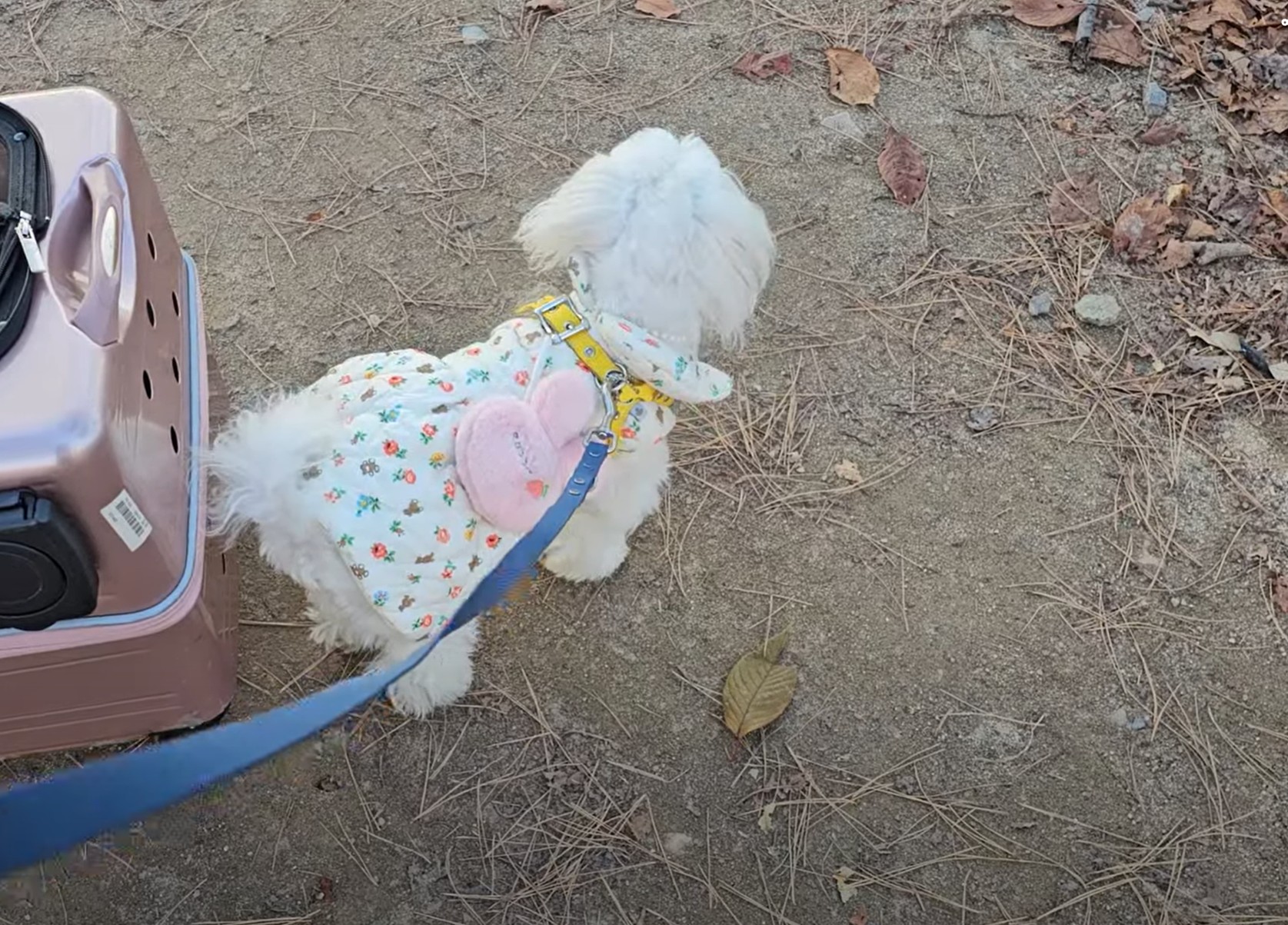 태평하개 - 애견과 함께하는 술집