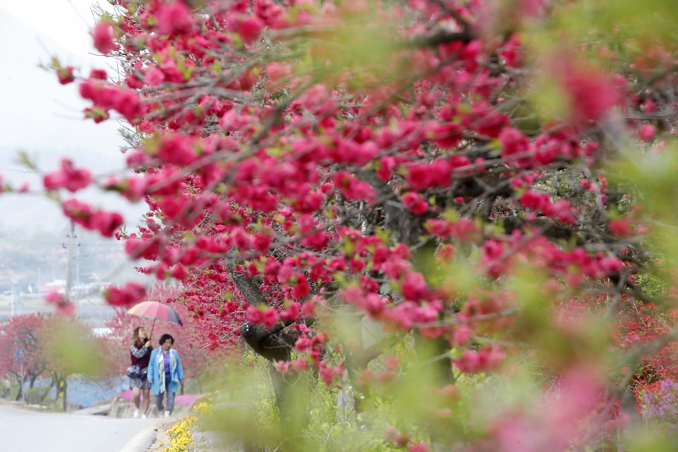 금산 홍도마을 제 14화 축제 기본일정과 특징 소개
