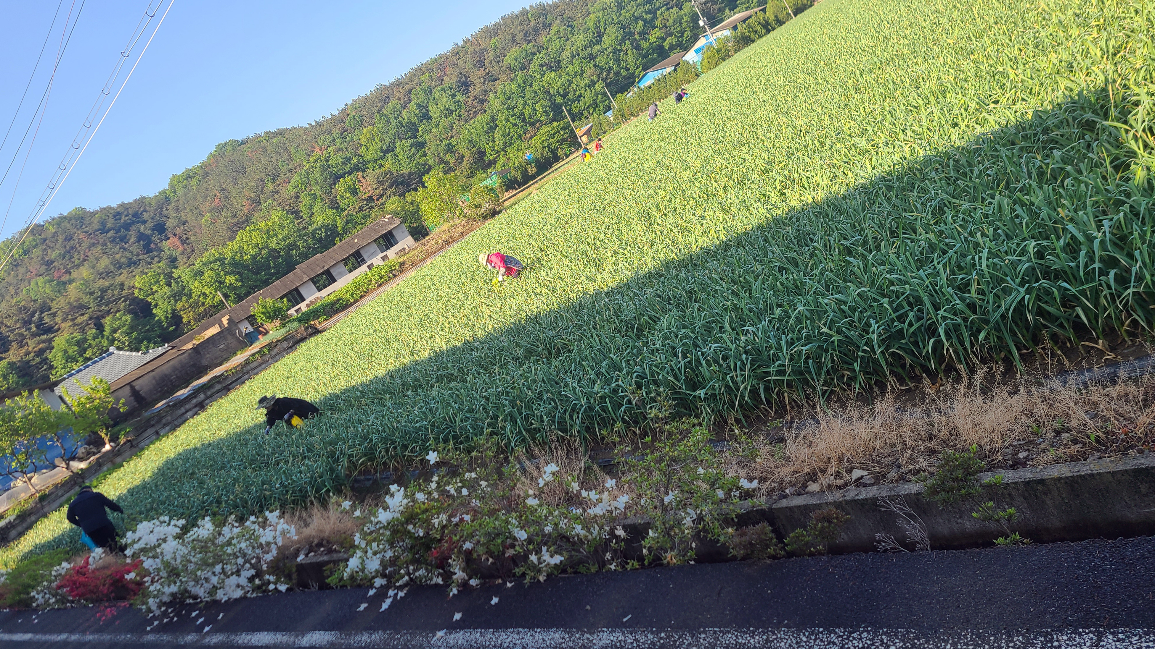 마늘종을 뽑는 날