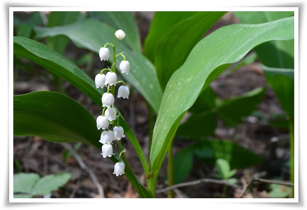 "은방울 꽃" 자연의 아름다움과 신비를 담은 작은 보석!