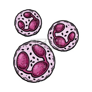 백혈구 수치가 낮은 이유