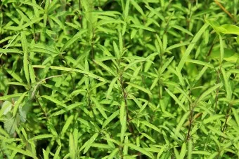 약용식물 가는잎산들깨 석향유 여름철 한방재 건강 효과_5