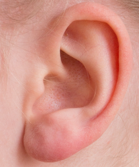 귀의 모습