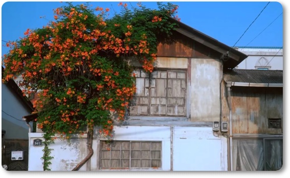 아름다운 꽃의 매력 능소화 꽃말/특성/재배법/활용법/관광 명소