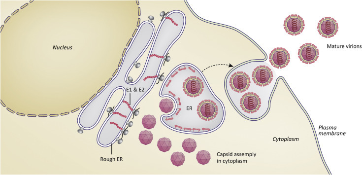 ER에서 조립되는 바이러스