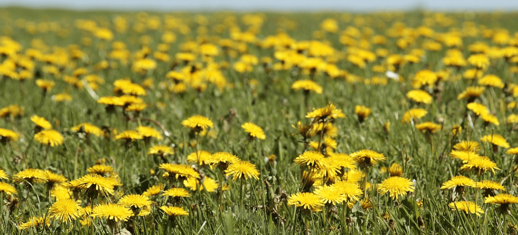 간 기능에 좋은 음식 사진 - 5