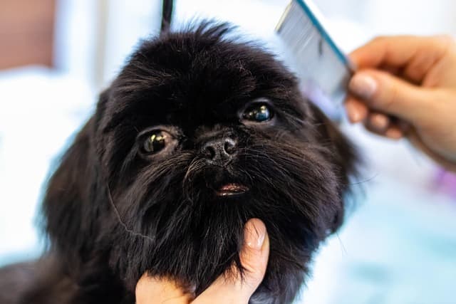 canine atopic dermatitis