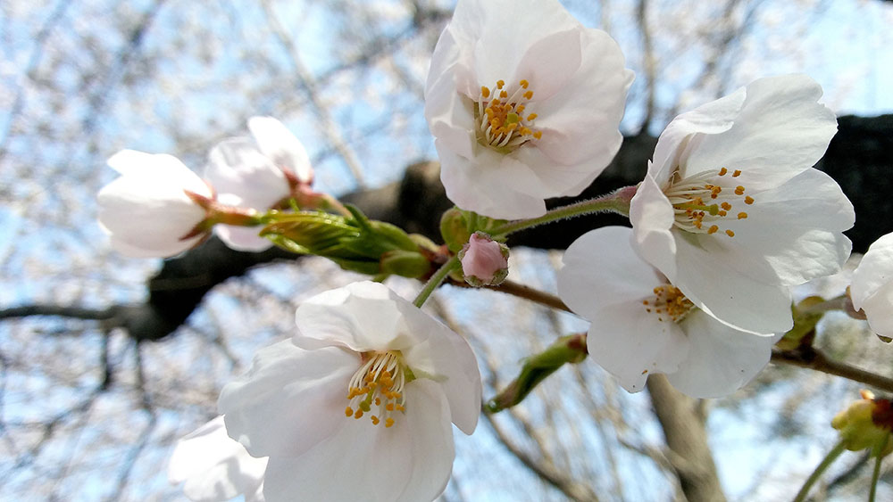 서울둘레길(SeoulDullegil) 3-2코스 고덕산&middot;일자산을 걷다