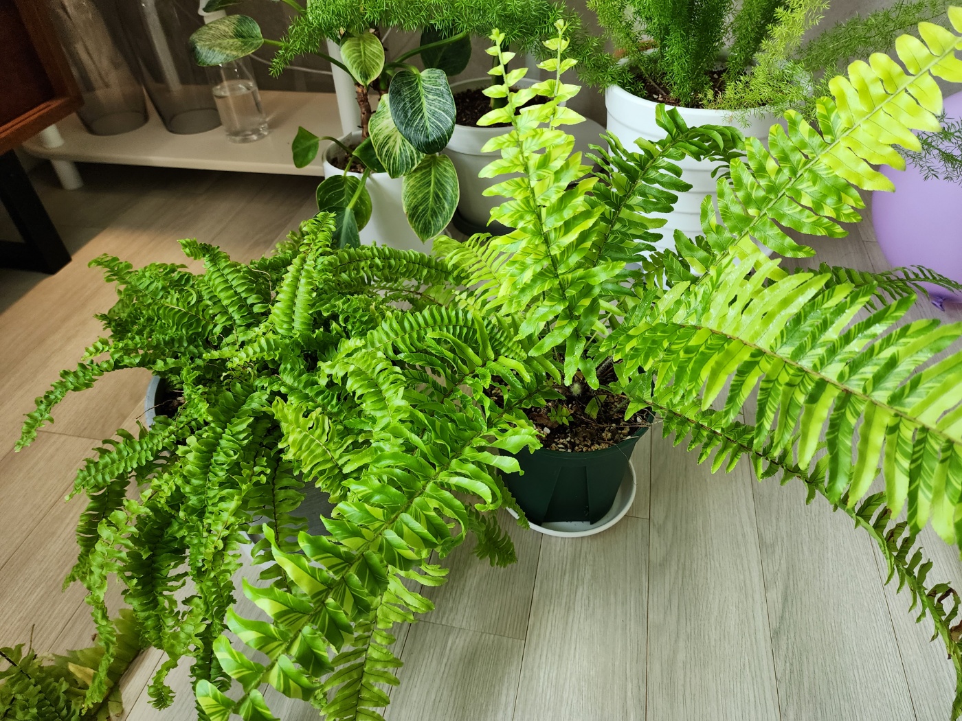 보스턴고사리와 무늬보스턴고사리