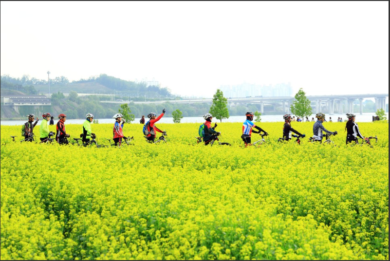 2023.유채꽃 한강예술제.2023년.입장료.가는길.주차장.일정.총정리