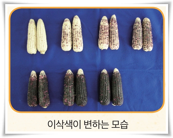 비타민 B, 철분, 식이 섬유가 풍부한 옥수수 재배하기!