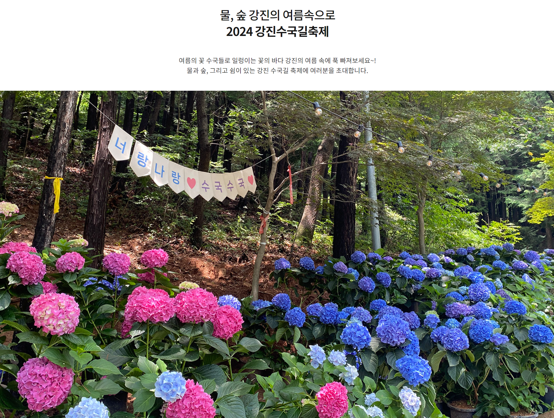 전국 수국축제 일정 2024