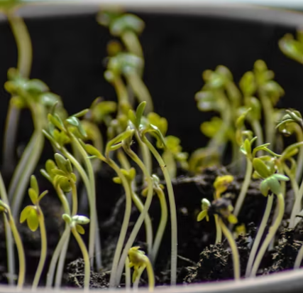 콩나물 효능 부작용 숙취 칼로리