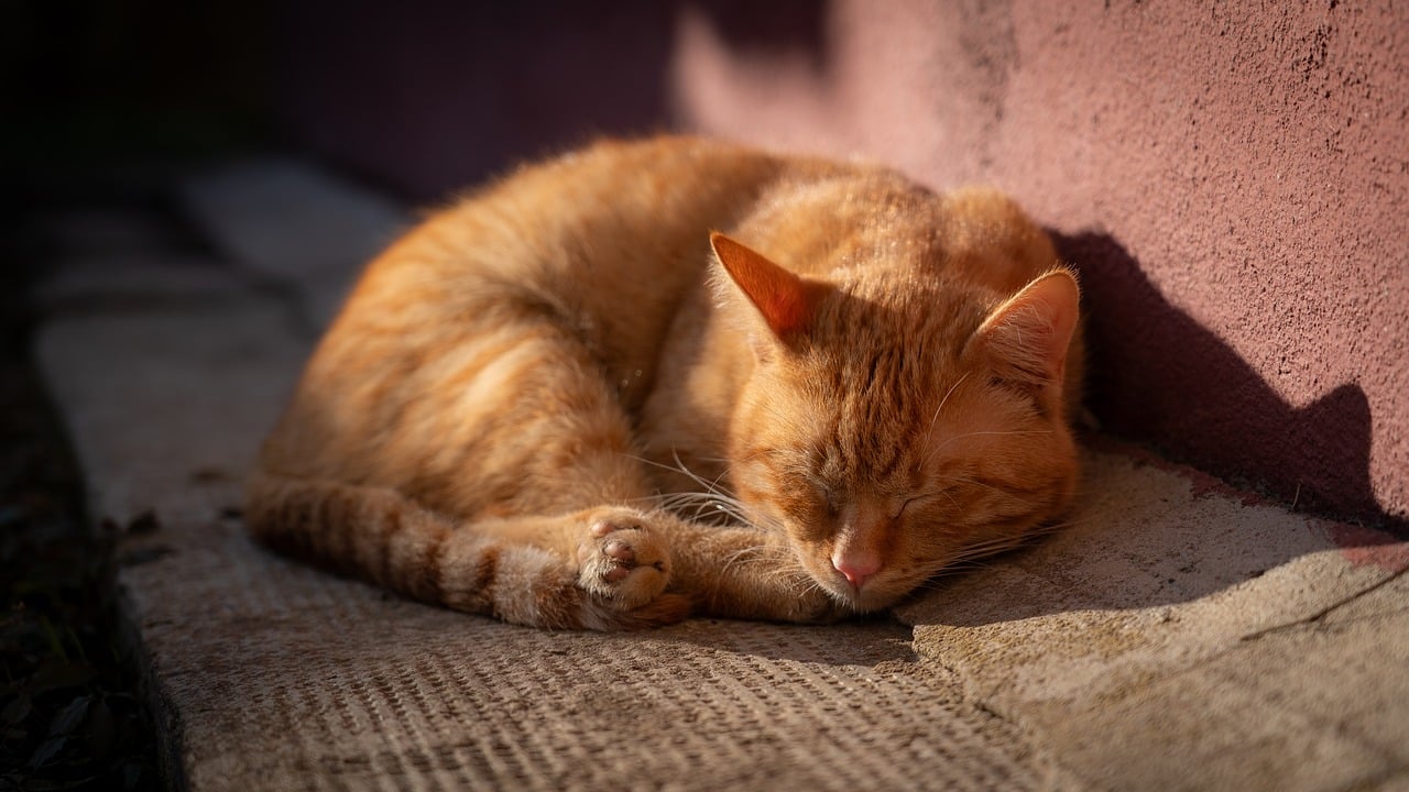 고양이 캣타워 인테리어