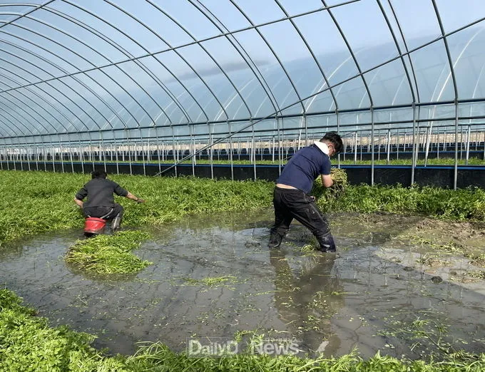 미나리 재배 수로 정비 그늘 재배 여름 관리_5