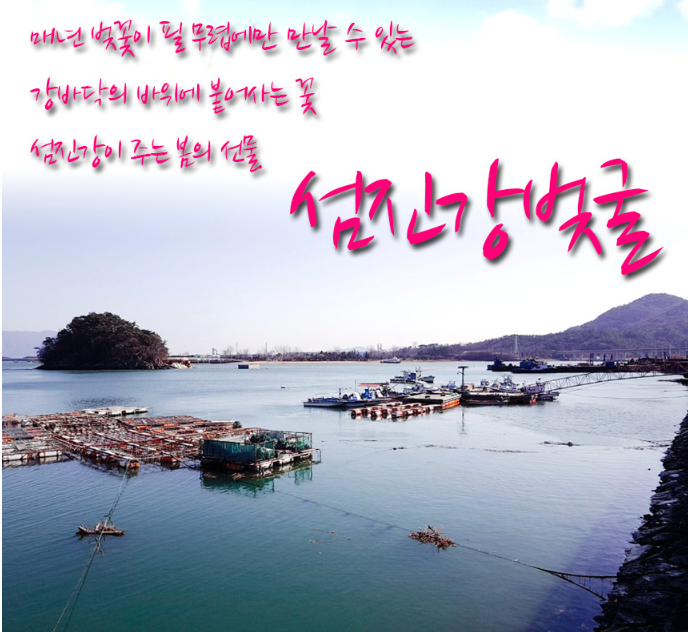 6시내고향 섬진강 강굴 벚굴 가격 및 구매방법 전남 광양 망덕수산