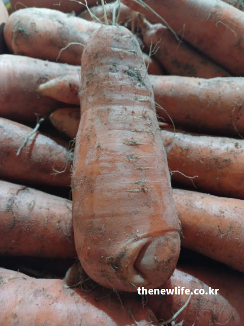 눈 건강, 암 예방 등 모든 당근 효능의 원천인 4대 핵심 영양성분(베타카로틴, 팔카리놀, 칼륨, 식이섬유)이 응축된 흙당근 두 뿌리