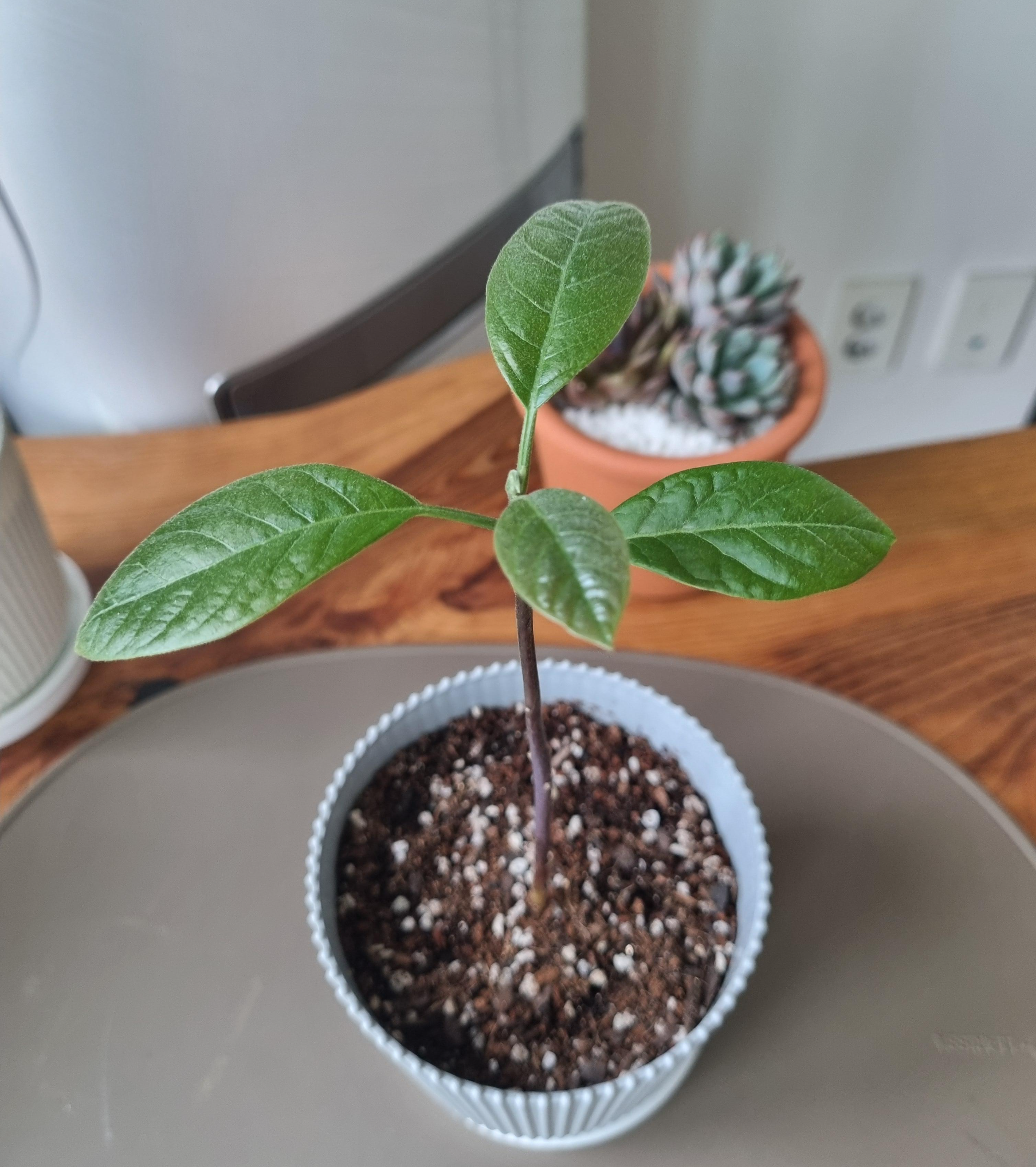 잎이 조금 더 커진 아보카도