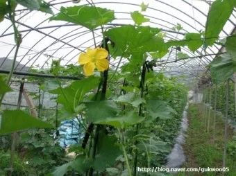 수세미 재배 덩굴 유인 통풍 관리 수확 건조_8