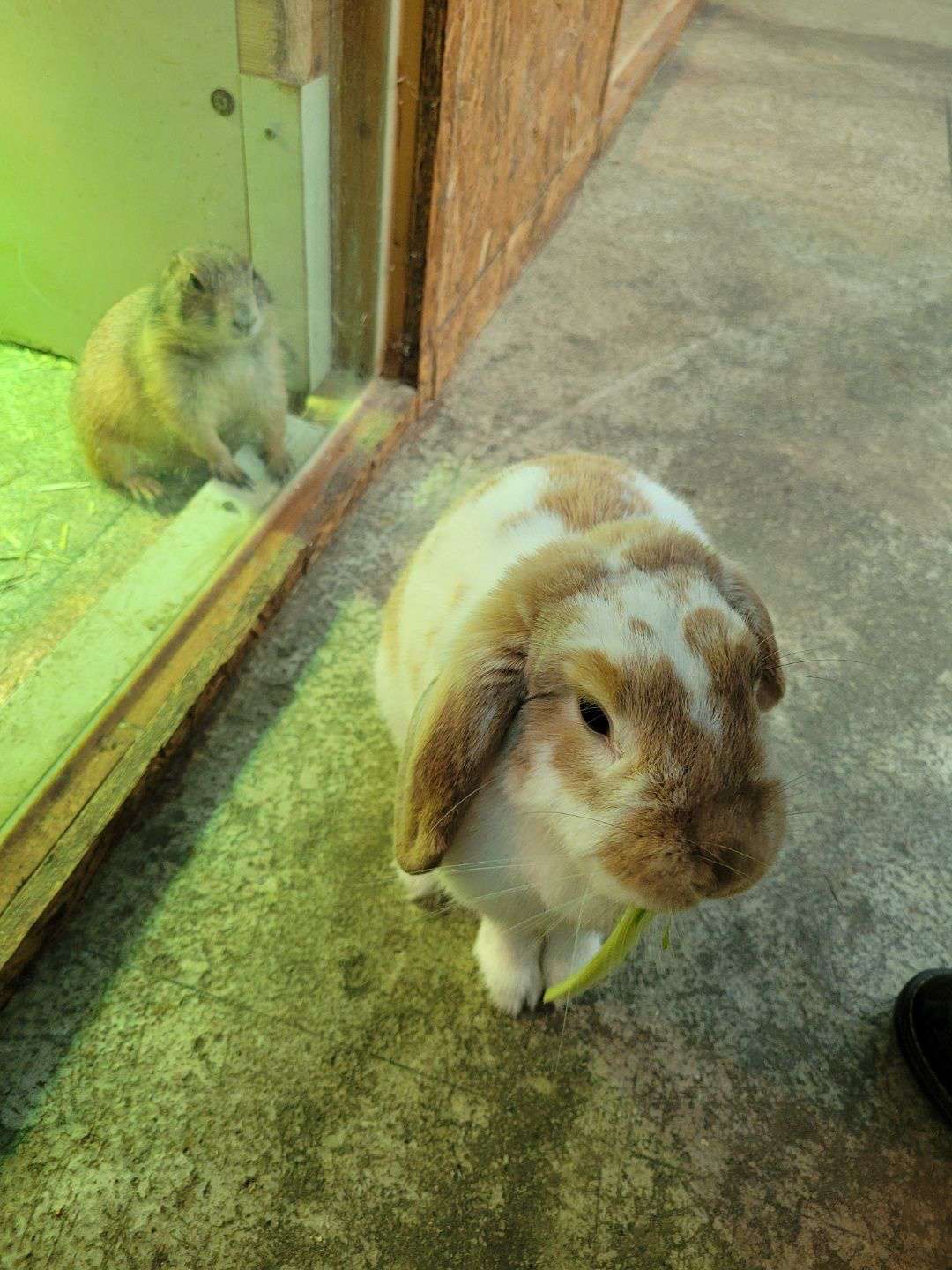 밖에 산책중인 토끼