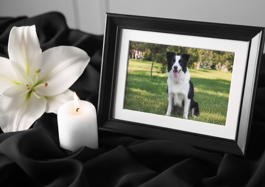 반려동물 장례지도사