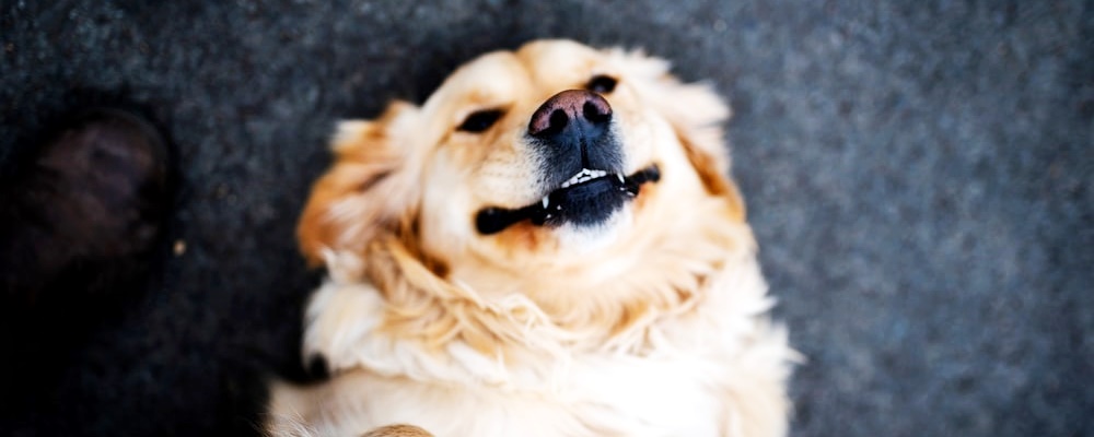 강아지 앉아 훈련 3