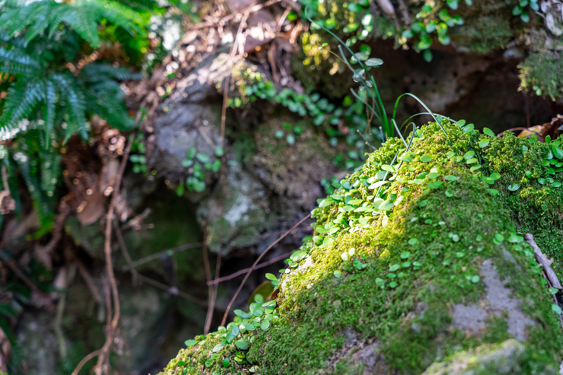 환상숲 곶자왈 공원