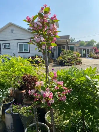 병꽃 무늬병꽃 삼색병꽃 붉은병꽃 아름다운 꽃 종류_21