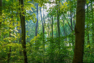 숲과 종이 공장이 만나 탄생한 이름인 신림동의 과거