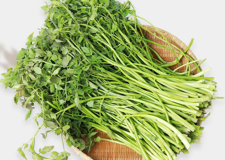 미나리-돌미나리-물미나리