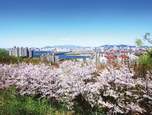 용산 벚꽃