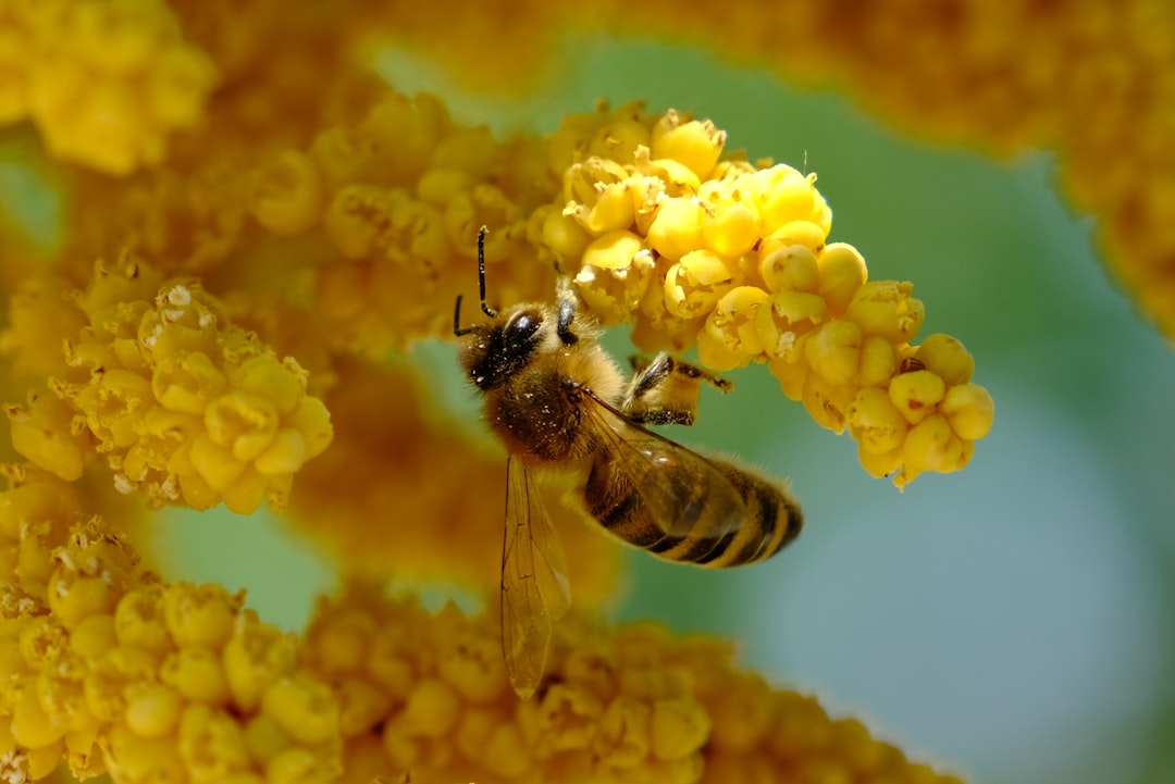 Pollen