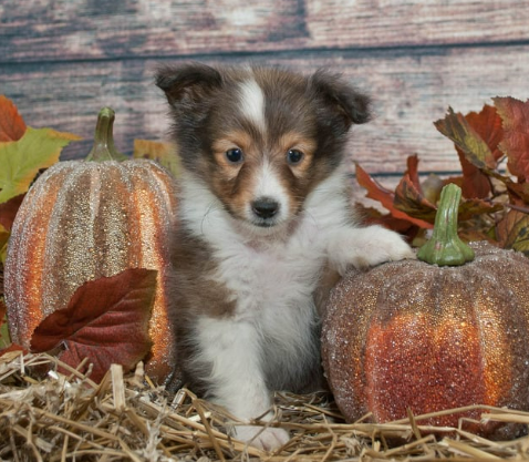 강아지 단호박 급여 방법. 약일까 독일까?