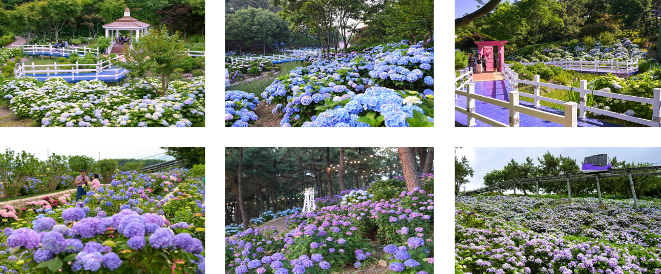 장생포고래문화마을 내 수국 사진