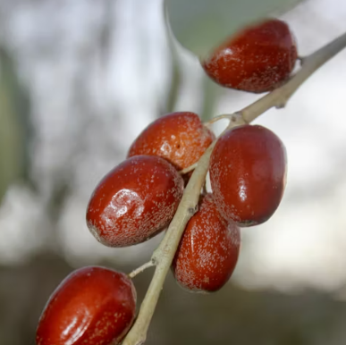 대추 효능과 부작용 고르는법 칼로리