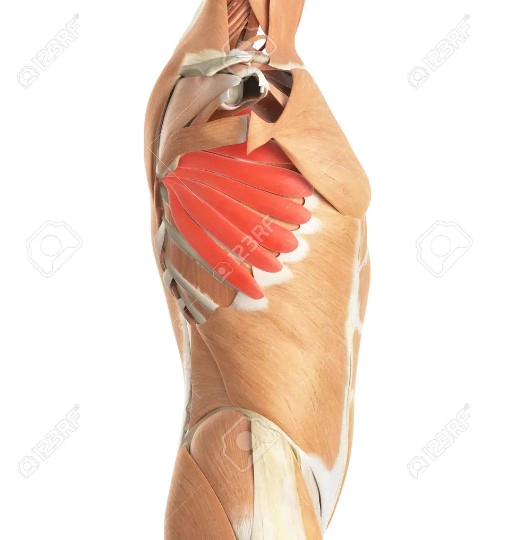 전거근 운동 스트레칭 방법